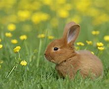 Image result for Cute Babies Bunnies
