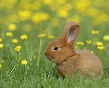 Image result for 5 Bunnies