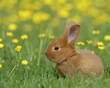 Image result for 3 Week Old Baby Bunnies