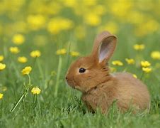 Image result for Cute Little Bunny Ears