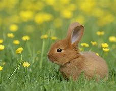 Image result for Super Cute Bunny Upset