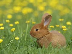 Image result for Happy Rabbit Show