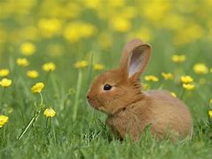 Image result for Cute Bunny Watercolour Clip Art