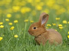 Image result for White Bunny Small Cute