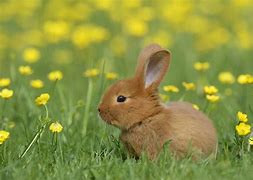 Image result for Funny Looking Rabbits