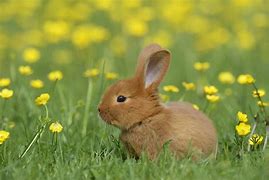 Image result for Cute Baby Bunny Rabbits
