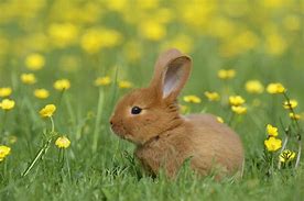 Image result for Real Bunny Rabbits