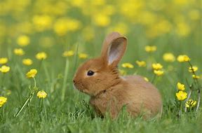 Image result for Show Me a Picture of Bunnies in Spring