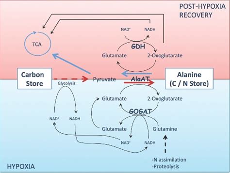Reconfiguration of N Metabolism upon Hypoxia Stress and Recovery: Roles ...