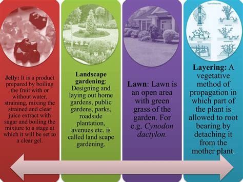Definition and branches of Horticulture.pptx