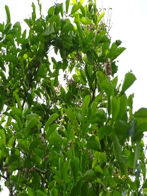 Pongamia pinnata, Ungu, Pongam, Indian beech tree, ഉങ്ങ്, പൊങ്ങം | SMPB ...