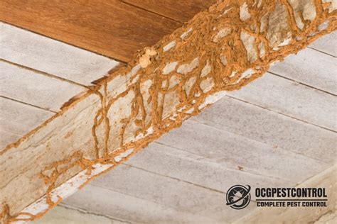 Termites In Ceiling? 🚨🐜 Get Professional Help To Save Your Home - Ocg ...