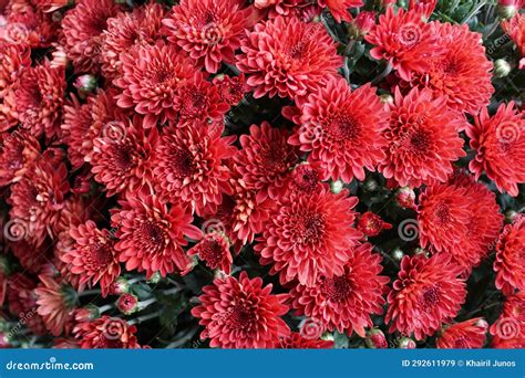Beautiful Dark Red Color of Chrysanthemum Flowers Stock Image - Image ...