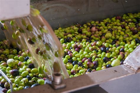 How is Olive Oil Made? | OliveOil.com