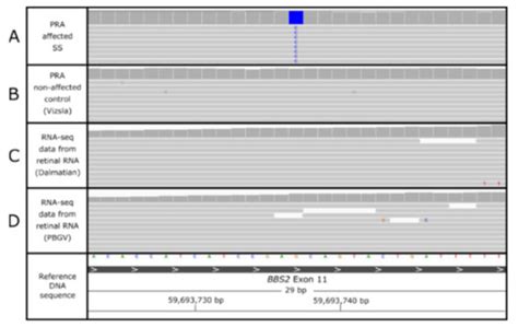 A Missense Variant in the Bardet-Biedl Syndrome 2 Gene (BBS2) Leads to ...
