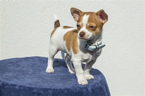 Chihuahua Dog Price In India 2024 - Best For Pets