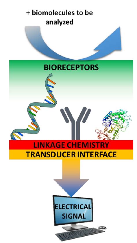 Image result for How Does a Biosensor Work