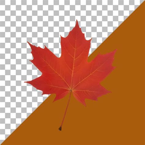 Autumn maple leaf isolated on transparent background | Premium AI ...