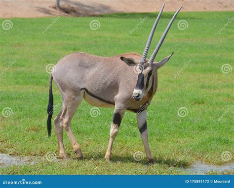 The East African Oryx Oryx Beisa Stock Photo - Image of nature, african ...