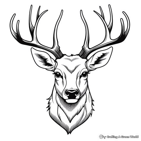 Deer Head Coloring Pages - Free & Printable!
