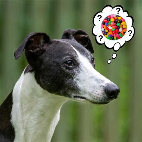 Can Dogs Eat Jelly Beans? What You Need To Know