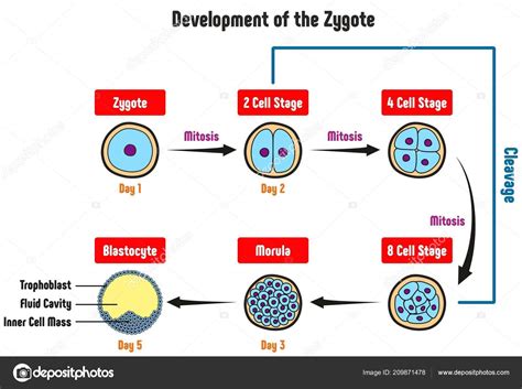 Illustration Of Zygote