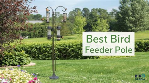 How to Attract Swallows: Easy Proven Tips for Your Garden