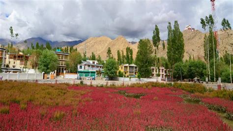 Block the dates for Apricot Blossom Festival in Ladakh in April ...