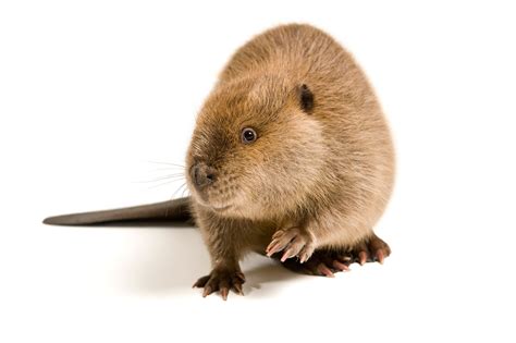 Where Does Vanilla Come From Beavers