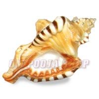 Moti Shankh (Pearl Conch) buy online for Worship