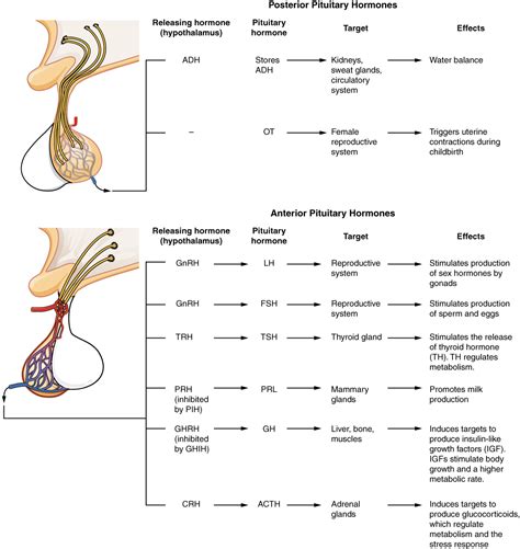 The Pituitary Gland and Hypothalamus · Anatomy and Physiology
