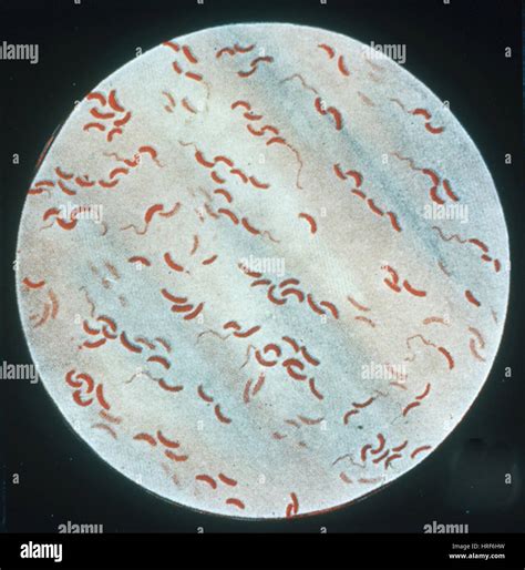 Vibrio comma hi-res stock photography and images - Alamy