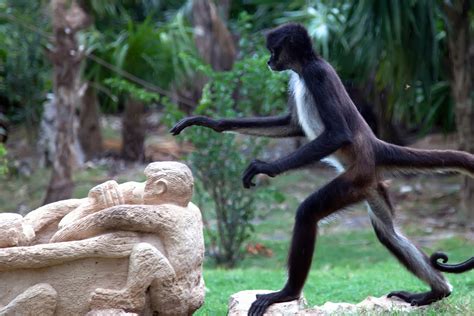 Why Do Spider Monkeys Have Long Arms at Shirley Mccormick blog