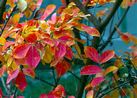 Image result for Outside Fall Trees