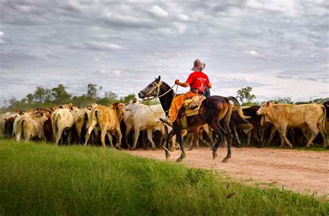 What animals are considered cattle? | Britannica