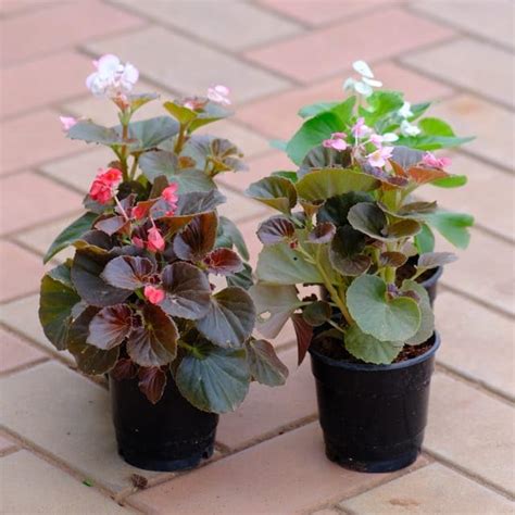 Set of 4 - Begonias (any colour) in 4 Inch Plant Natural Miniature Live ...