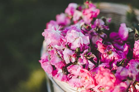 nature, pink, vulnerability, outdoors, flowers in basket, carnation ...