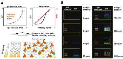 Antibody Microarray Slides 的图像结果