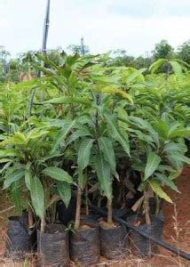 UGALOO Mango Plant Price in India - Buy UGALOO Mango Plant online at ...