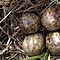 Image result for Unusual Animal Nests