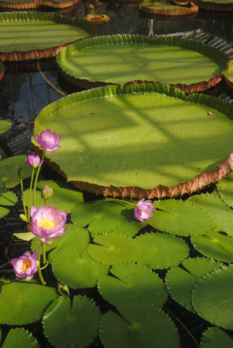 Giant lily pads, Kew Gardens, London | Giant water lily, Pretty plants ...