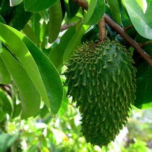 All Seasons Rare Medicinal Live Plant - Soursop Fruit Lakshman fal ...