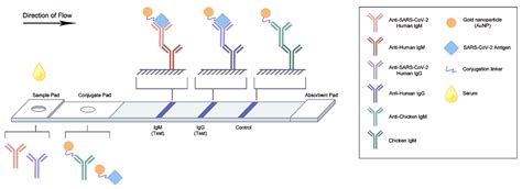 Overview of Neutralization Assays and International Standard for ...