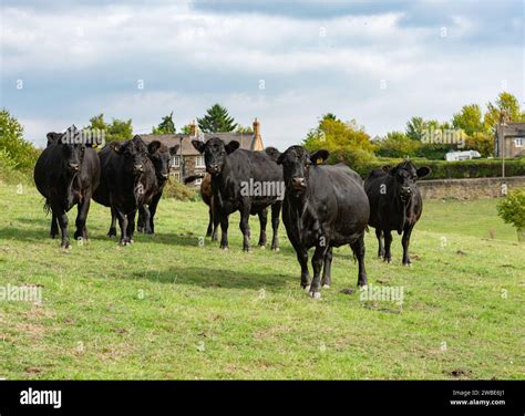 Aberdeen Angus beef cattle, Yorkshire, UK Stock Photo - Alamy