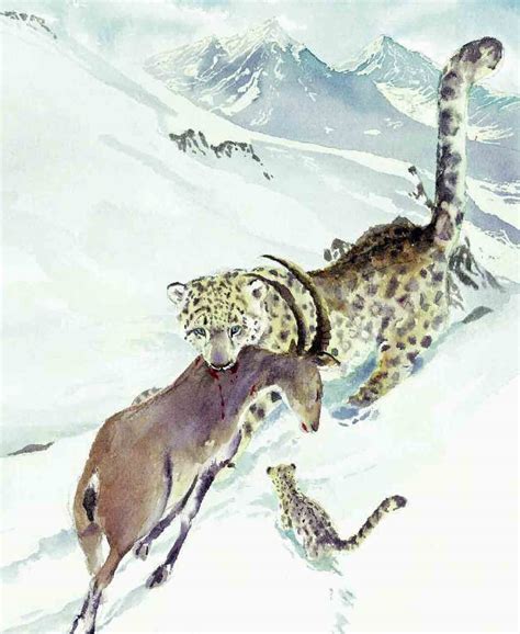 Snow Leopard Stalking Prey