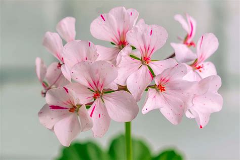 ROSE GERANIUM ESSENTIAL OIL