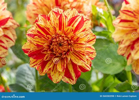 Garden Dahlia Painted Madam a Decorative Yellow-orange Flower with Red Markings Stock Photo ... - who painted madame x