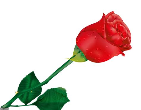 Red Rose Clip Art - ClipArt Best