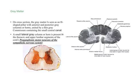 Spinal Cord final.pptx