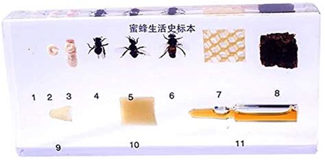 Huij Insect Specimen Insect Resin Life Cycle Of Honeybee Specimen ...
